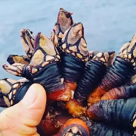 アパート Ti Neves -